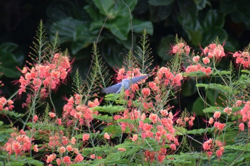 Blue-gray Tanager, photo 9 of 10