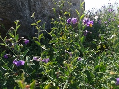 Solanum umbelliferum