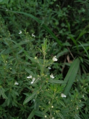 Teucrium trifidum