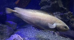 Japanese Codling photo 1