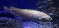 Japanese Codling photo 2