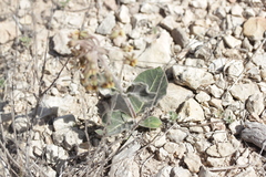Asclepias scaposa