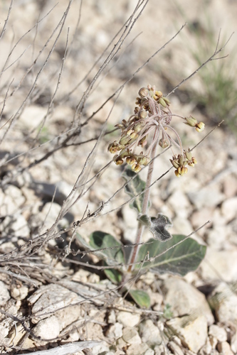 Bear Mountain milkweed (Asclepias scaposa)