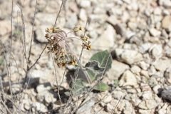 Asclepias scaposa