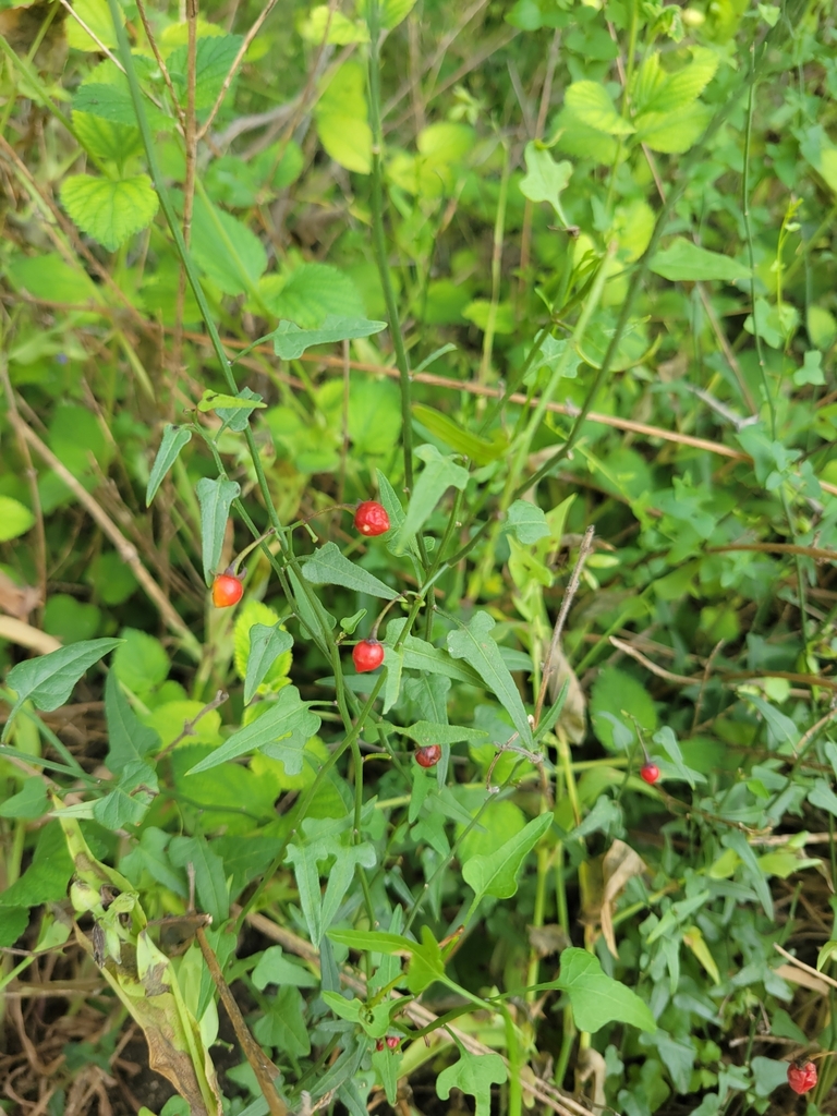 Texas nightshade from San Antonio, TX 78247, USA on May 10, 2024 at 10: ...