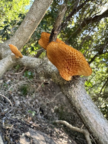 Neofavolus alveolaris