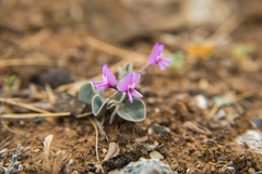 Gueldenstaedtia monophylla