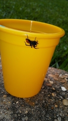 Castianeira descripta