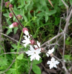 Lithophragma affine