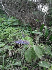 Coleus barbatus grandis