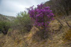 Rhododendron ledebourii