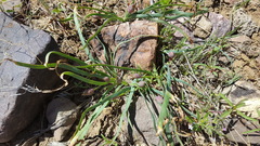 Allium anceps