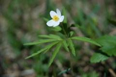Anemonoides caerulea