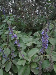 Coleus barbatus grandis