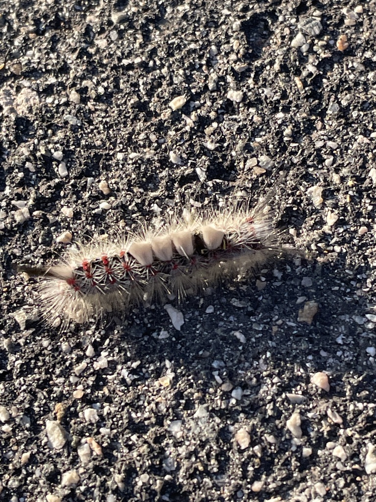 Western Tussock Moth from Irvine Regional Park, Orange, CA, US on May ...