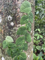 Monstera dubia image