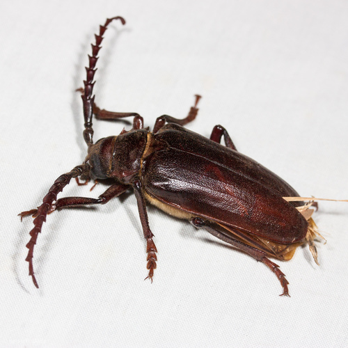 California Root Borer photo 4