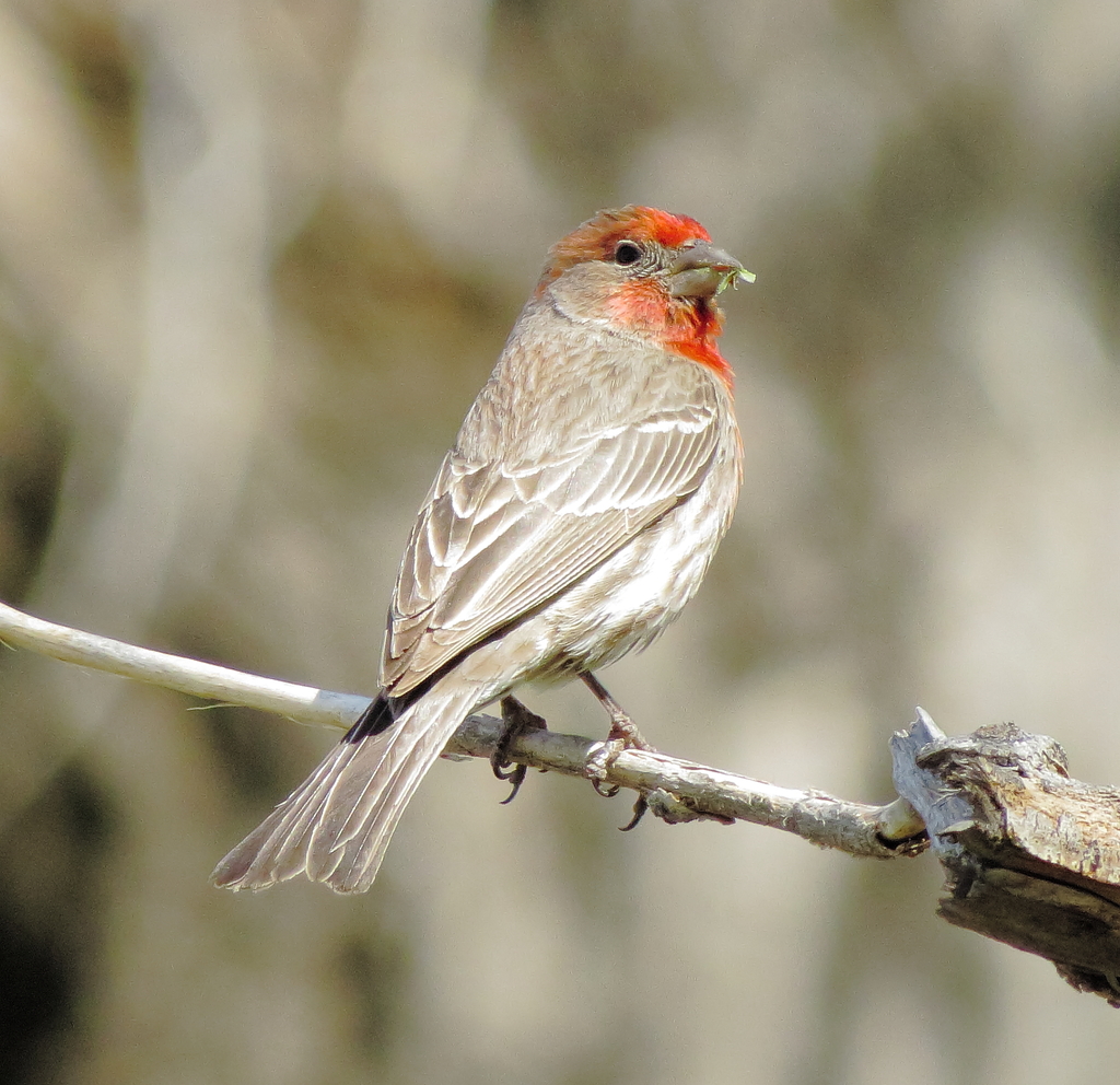 House Finch from Black Mesa State Park, Cimarron County OK on May 9 ...