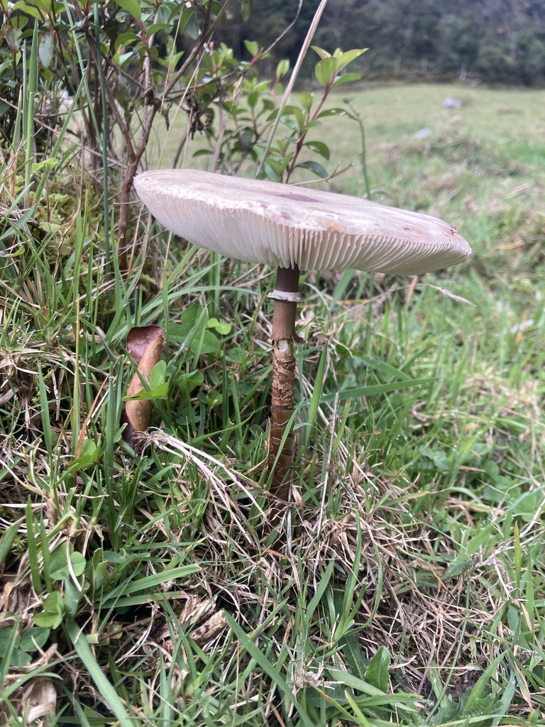 Macrolepiota colombiana · May 2024 · photo: © julianazuluaga-carrero (iNaturalist, cc-by-nc)