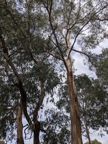 Image of Eucalyptus viminalis by no rights reserved