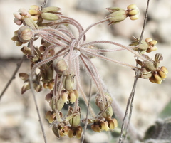 Asclepias scaposa