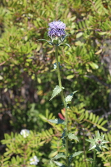 Carthamus caeruleus