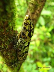 Anolis petersii