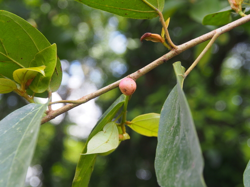 Ficus colubrinae (Ficus colubrinae)