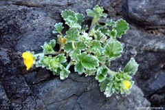 Potentilla villosa