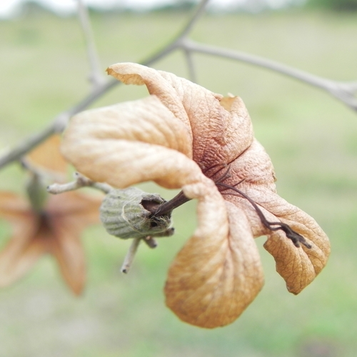 Cordia glabrata, photograph 5