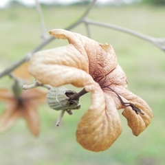 Cordia glabrata, photograph (c) Thomaz Ricardo Favreto Sinani, some rights reserved (CC BY)