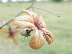 Cordia glabrata, photograph (c) Thomaz Ricardo Favreto Sinani, some rights reserved (CC BY)
