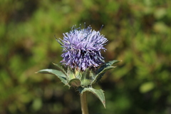 Carthamus caeruleus