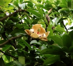 Magnolia fordiana, photograph author not stated, no rights reserved