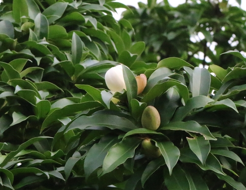 Magnolia fordiana, photograph 3