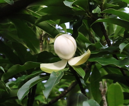 Magnolia fordiana, photograph 4