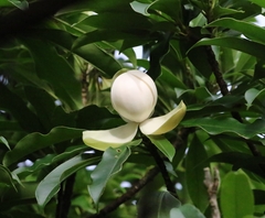 Magnolia fordiana, photograph author not stated, no rights reserved