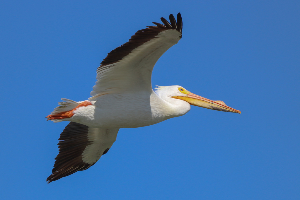 American White Pelican from Pawnee Lake, Lincoln, NE, US on May 11 ...