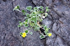 Potentilla villosa