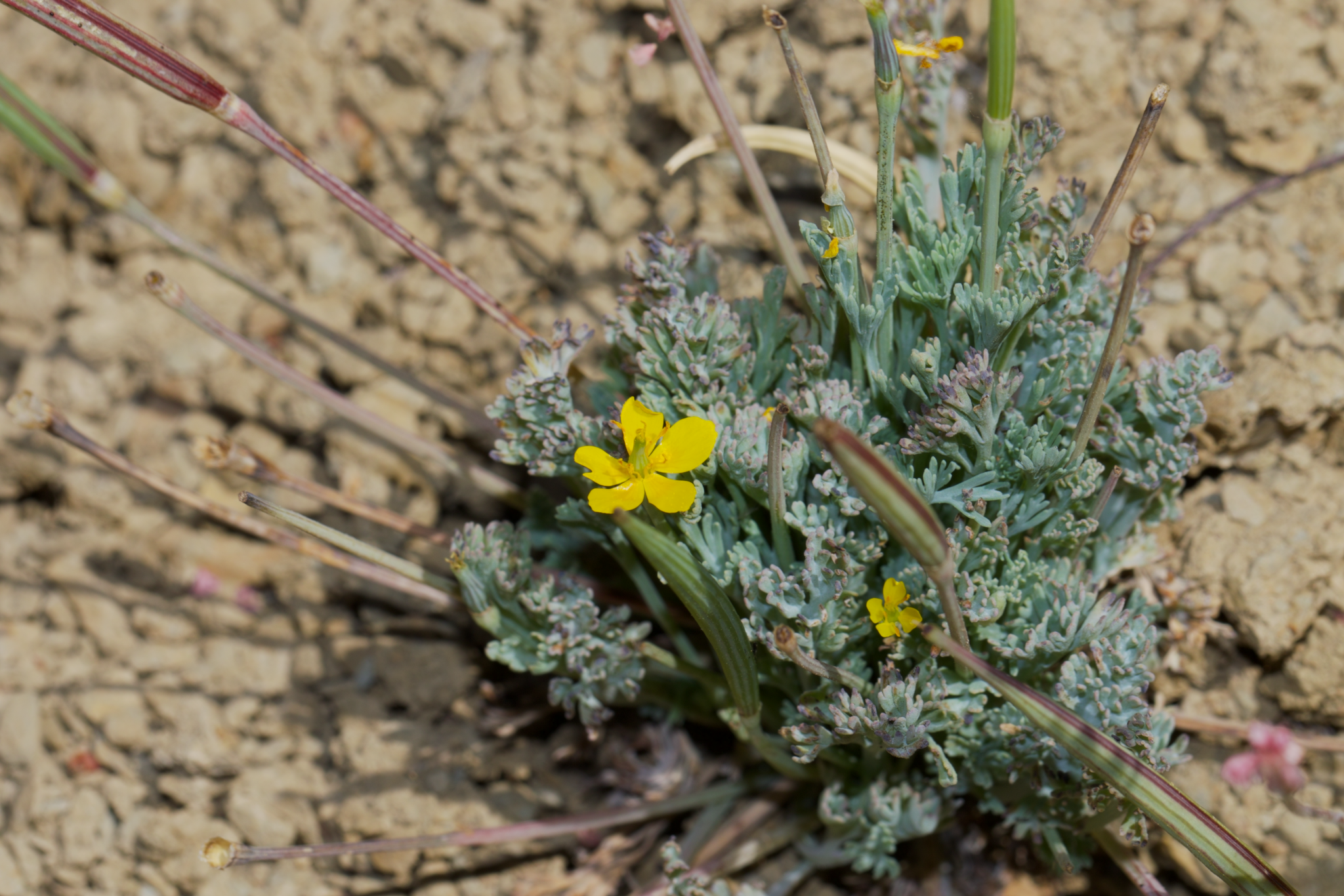 Image of Eschscholzia rhombipetala by (c) Arvel Hernandez, some rights reserved (CC BY)