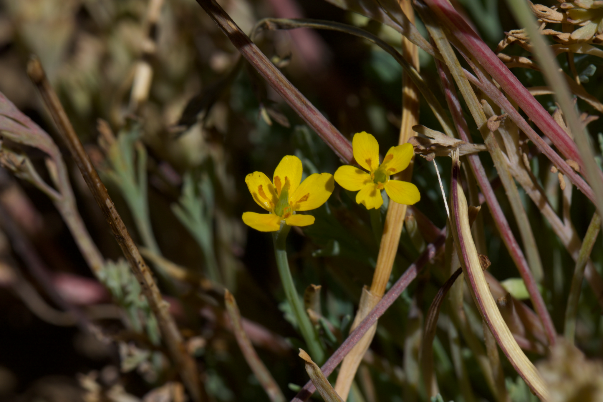 Image of Eschscholzia rhombipetala by (c) Arvel Hernandez, some rights reserved (CC BY)