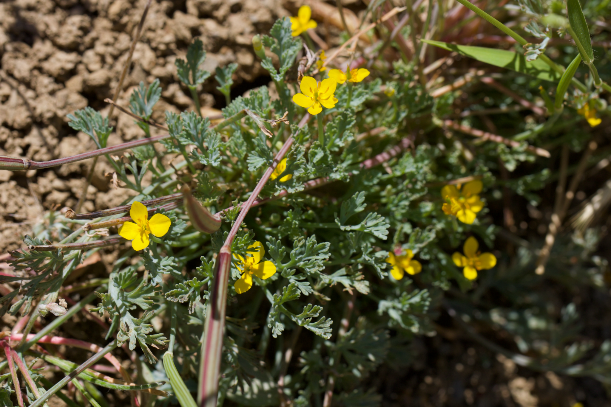 Image of Eschscholzia rhombipetala by (c) Arvel Hernandez, some rights reserved (CC BY)