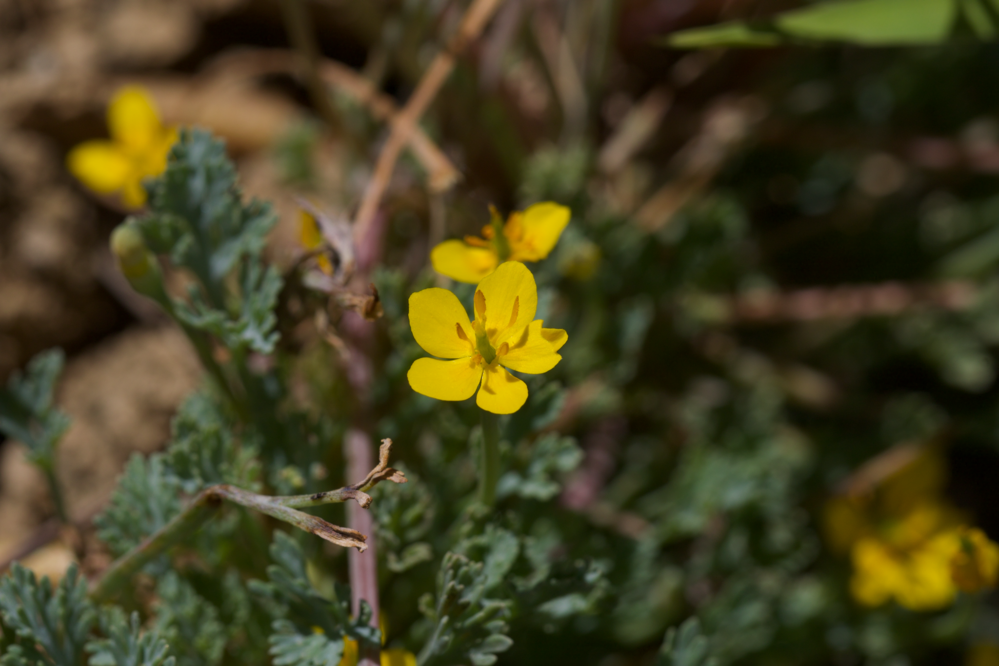 Image of Eschscholzia rhombipetala by (c) Arvel Hernandez, some rights reserved (CC BY)