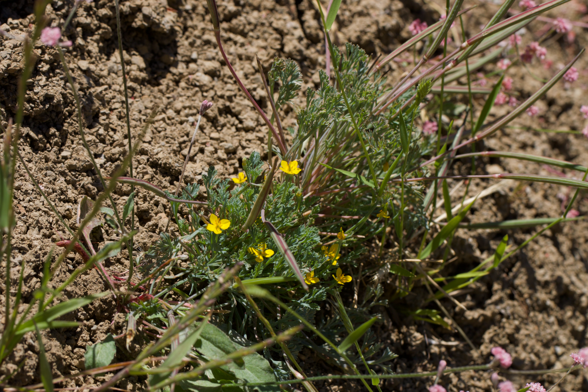 Image of Eschscholzia rhombipetala by (c) Arvel Hernandez, some rights reserved (CC BY)