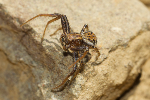 Xysticus californicus
