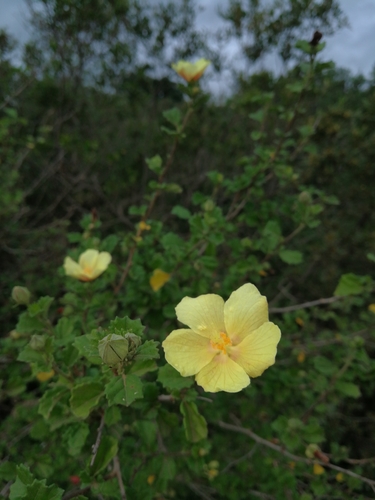 Pavonia praemorsa (L.fil.) Cav.