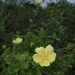 Yellow Swampmallow - Photo (c) Craig Peter, some rights reserved (CC BY-NC), uploaded by Craig Peter