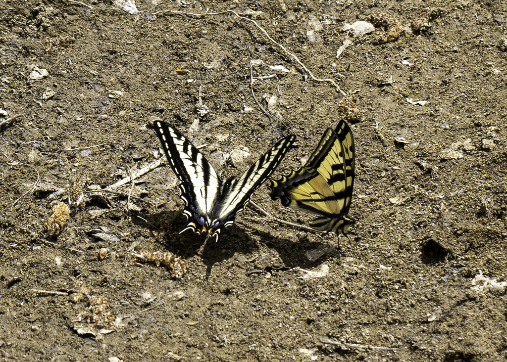 Pale Swallowtail from Lion Canyon, LPNF, CA, USA on May 11, 2024 at 11: ...