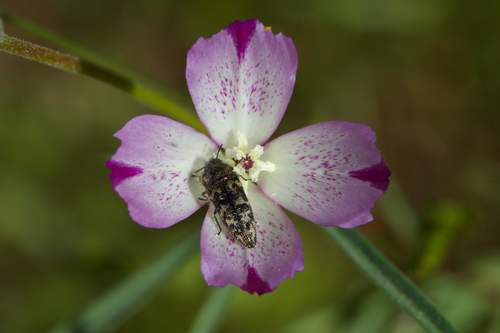 Acmaeodera acuta photo 2
