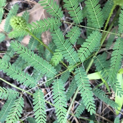 Mimosa microphylla